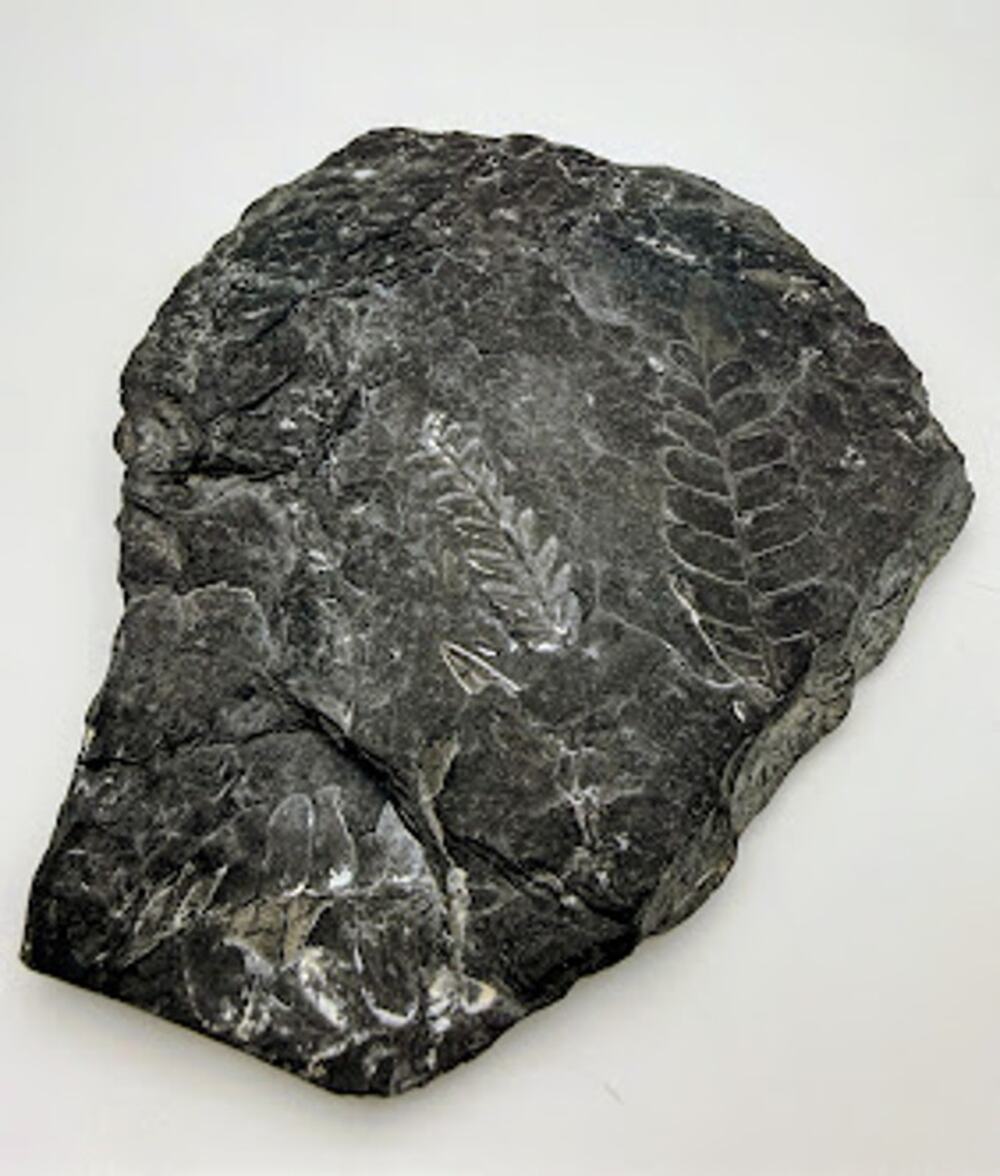 Vintage Fossil Leaf Impression on Shale Stone